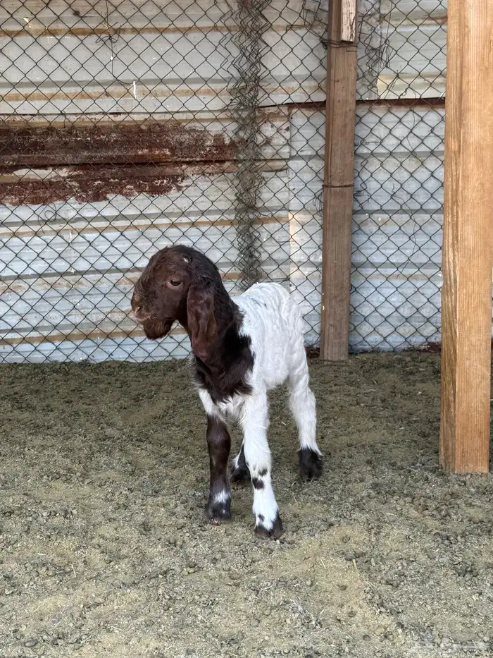 داغور خروف 2