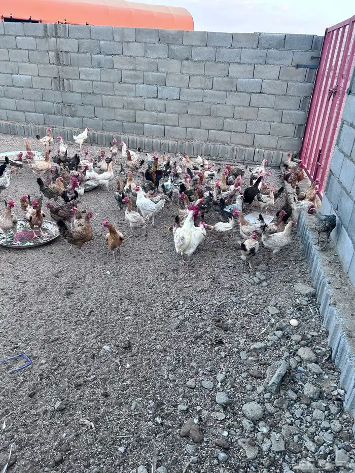 دجاج فياض صحة شرط عدد حول الثلاثين الموقع الجمش 7