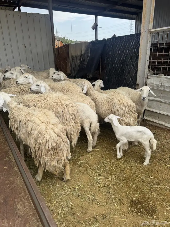 حريات حرش بنات بعض 28 راس تحتها 7 9