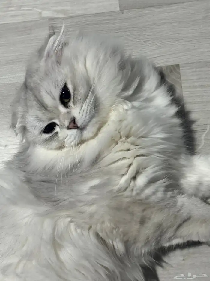 بسه شيرازي ونص سكوتش 1