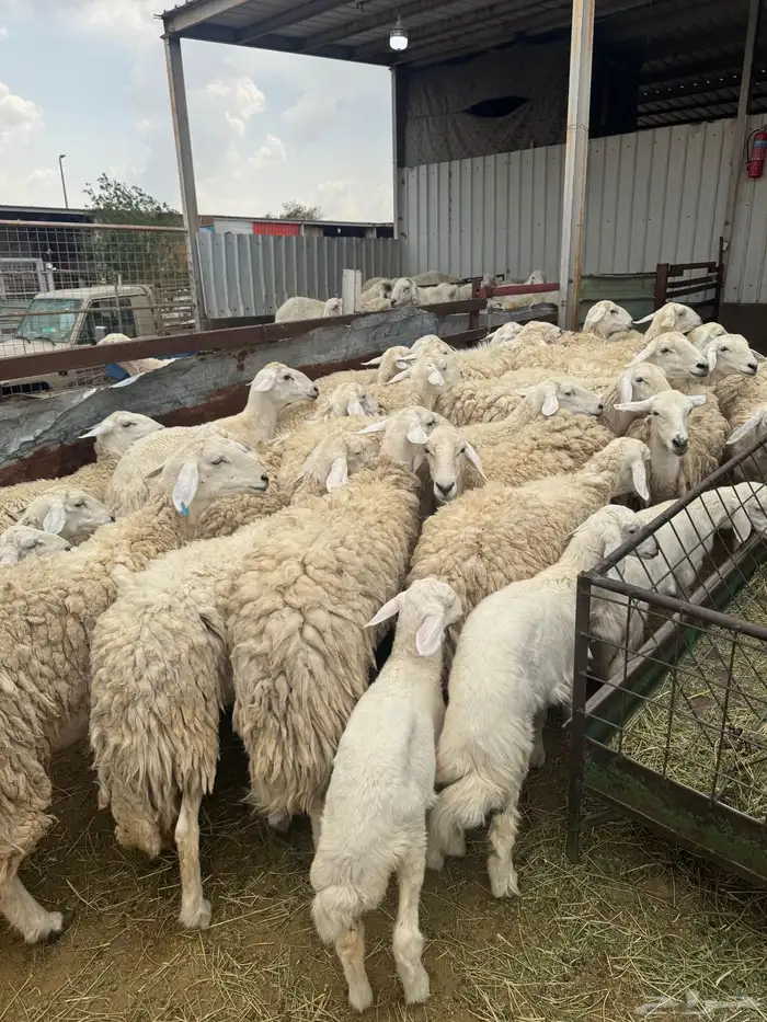 حريات حرش بنات بعض 28 راس تحتها 7 4