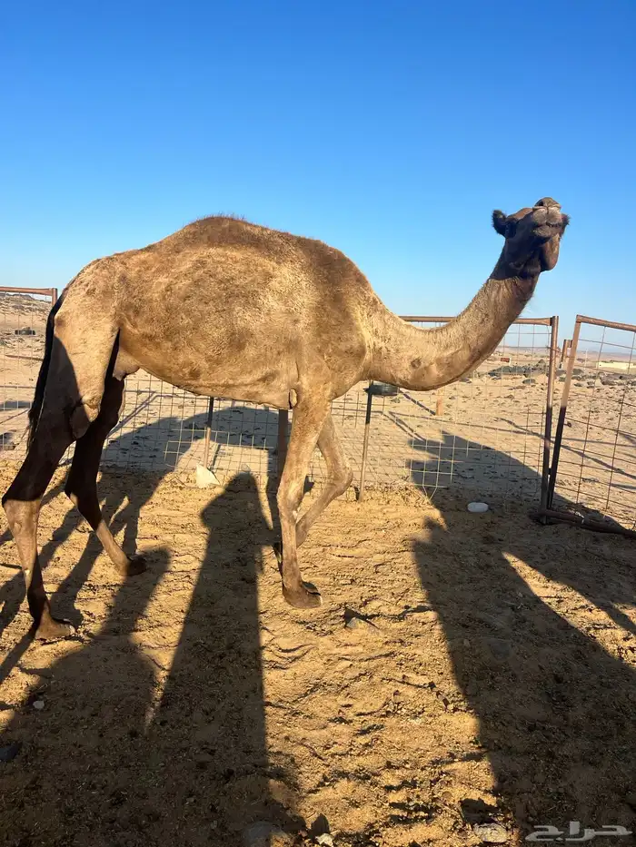 ناقه صغيره 3700 البيع 0