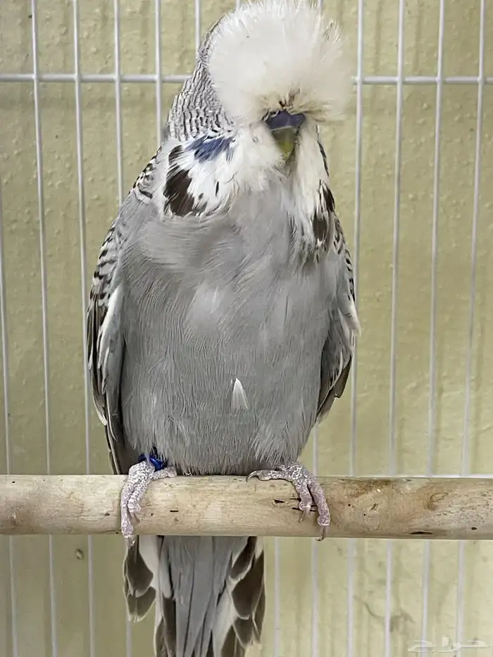 اجوز بادجي انجليزي استاندر عدد40 طير للبيع 6