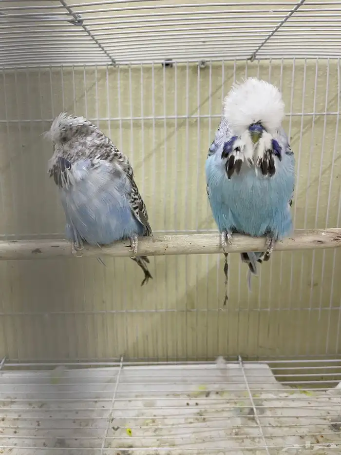 اجوز بادجي انجليزي استاندر عدد40 طير للبيع 0