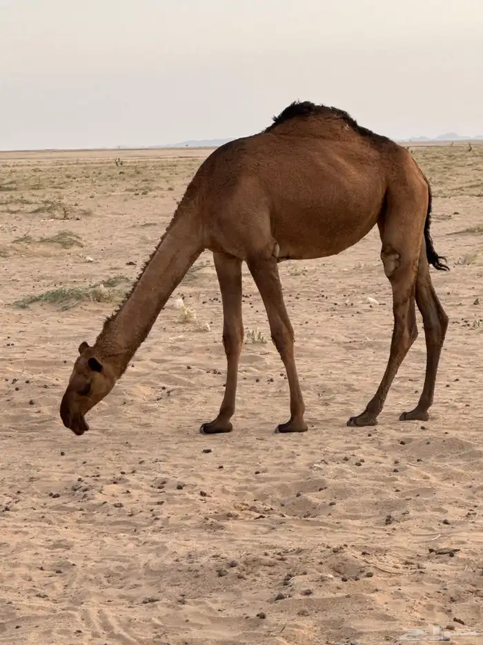 بكره عمرها سنه ونص 2