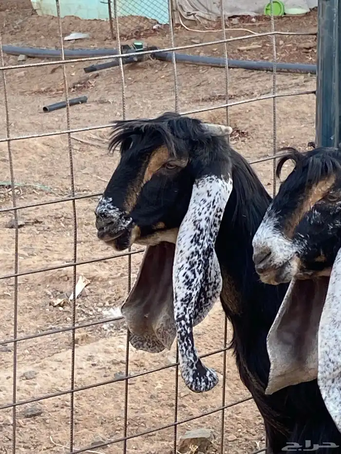 معزا عوارض صنف حو و عطر (تممم البيع) 10