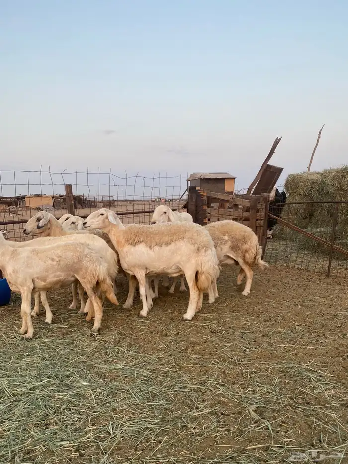للبيع ضان حريه صنف الصنف بالفحل مضاريع ودفيع 3
