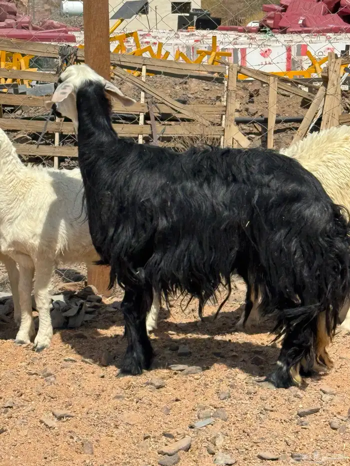 رخل نجديه صنف من الدغم الاصليه فاخره ثنيه فازه رباعيتها 1