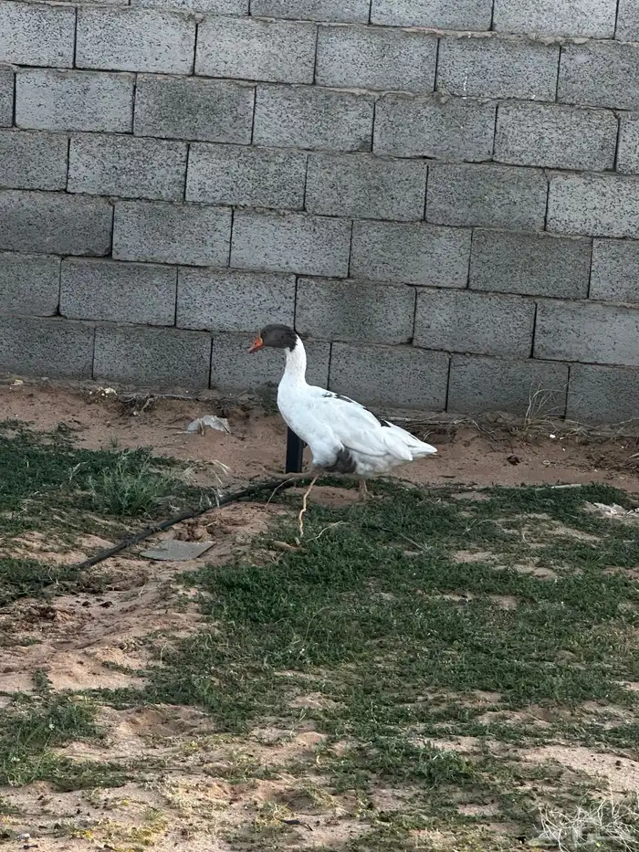 وزه للبيع 4