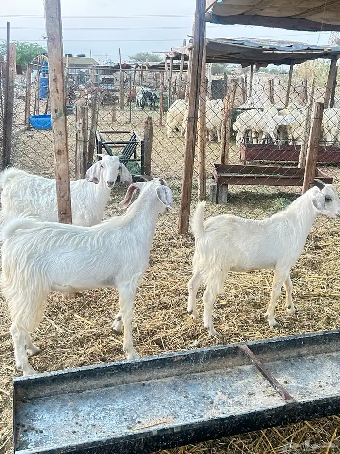 ذبايح حريه طليان و رخال وتيوس 8