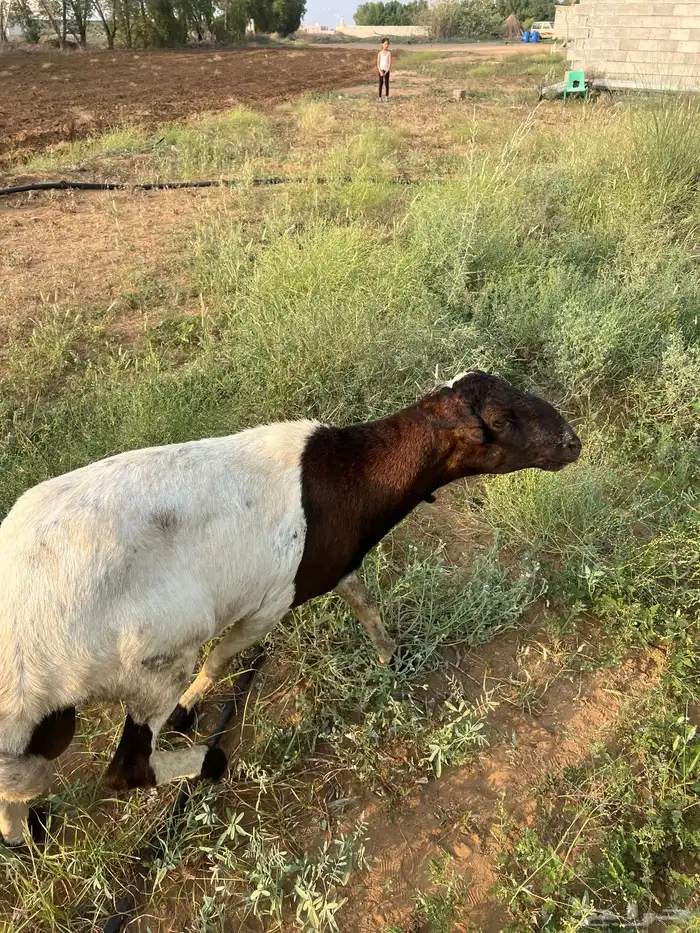 خروف فحل مد وجرم وشرط للبيع ع السوم 6