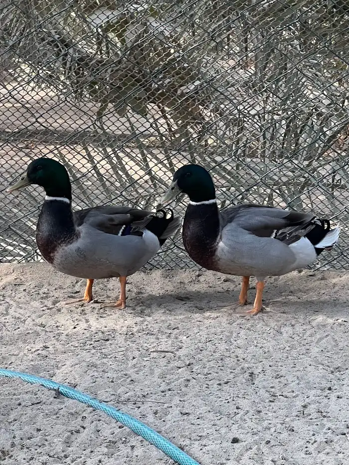 بط خضيري دم صافي 0