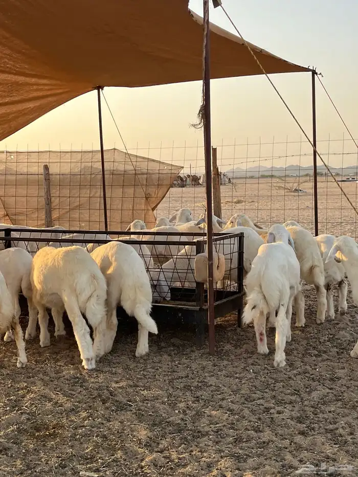 طليان تربيه ا 9