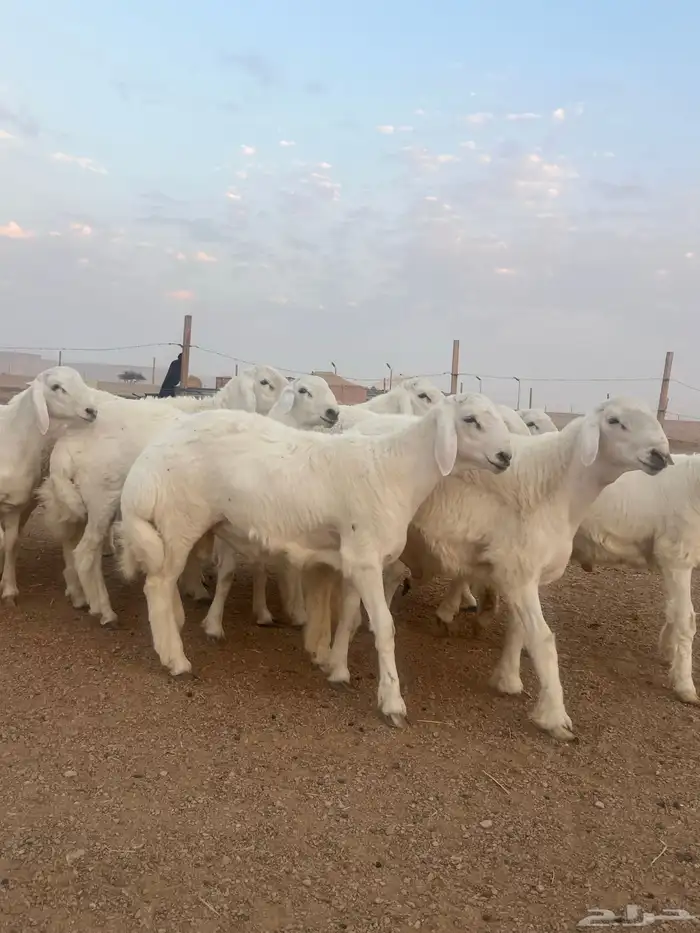 خرفان حرية للذبح وفحول صنف الصنف مشاريع فحول ومعرفة 8