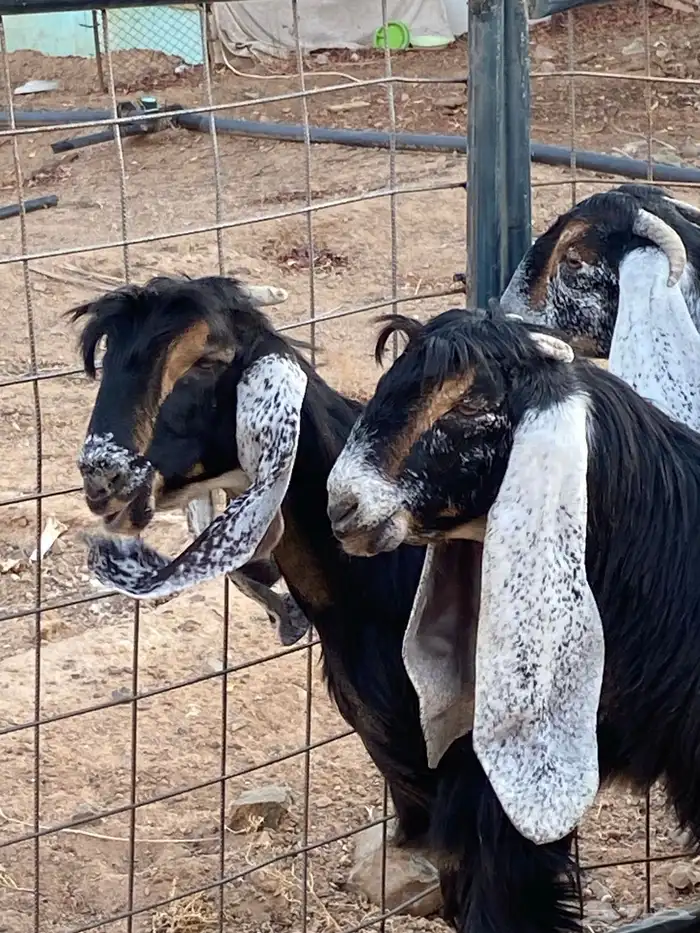 معزا عوارض صنف حو و عطر (تممم البيع) 6