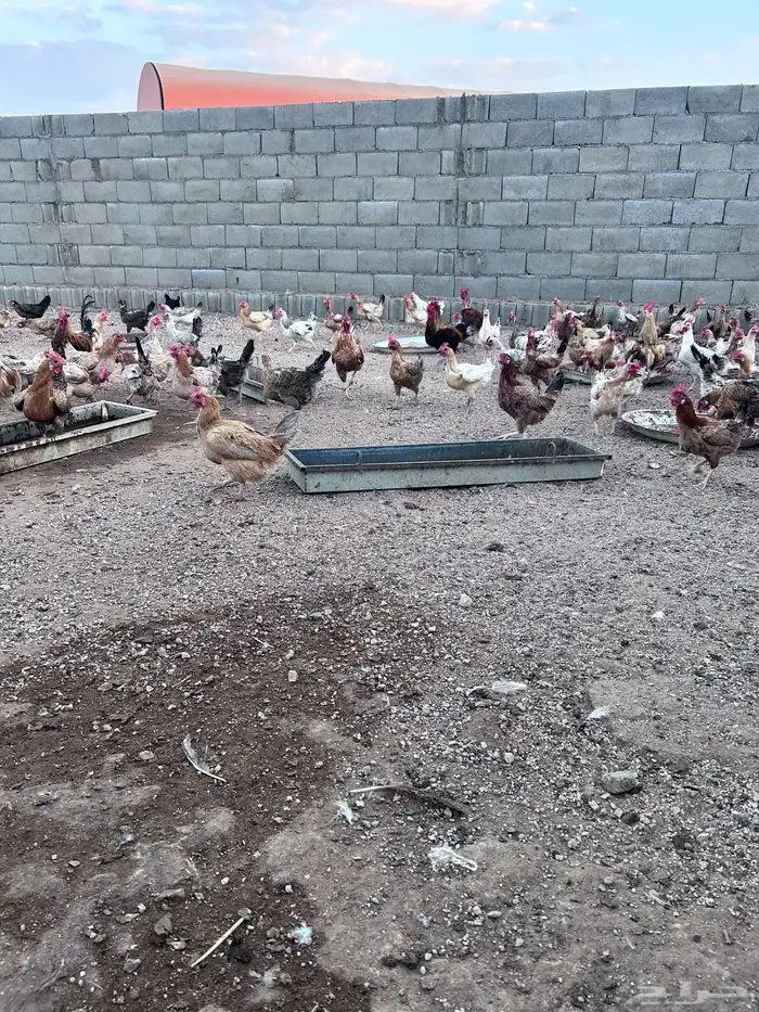 دجاج فياض صحة شرط عدد حول الثلاثين الموقع الجمش 3