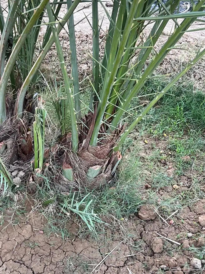 حيش نخل إخلاص طيب جدا 4