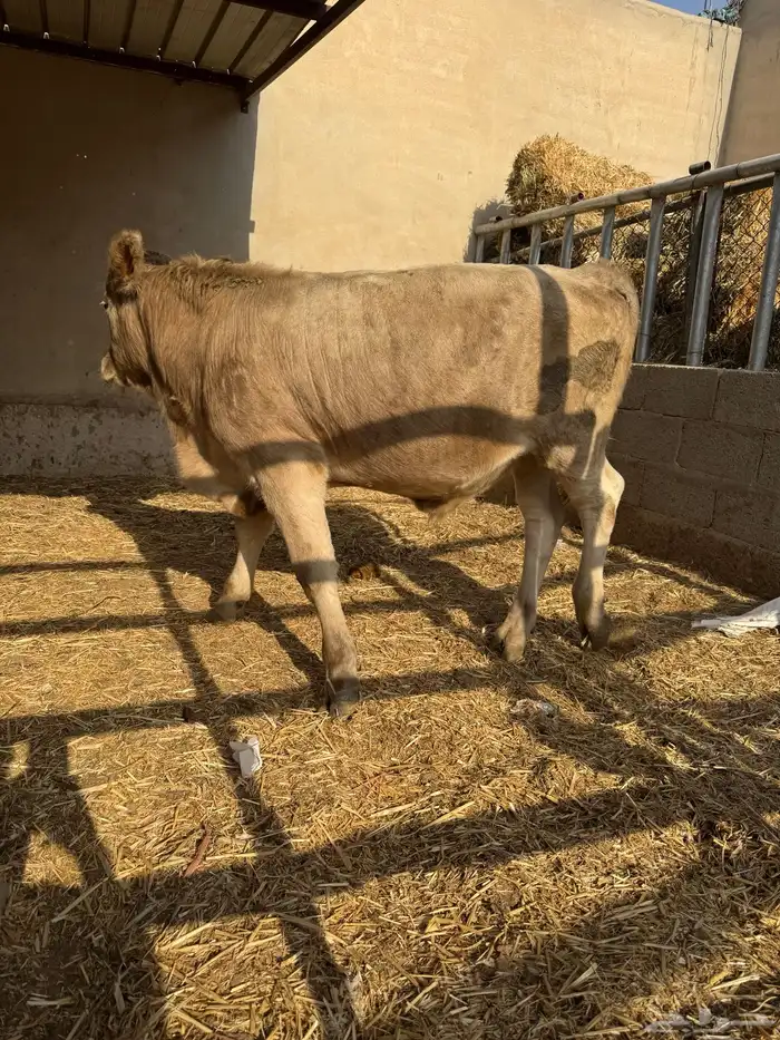 عجل سويسري بيور للبيع 6 شهور 1