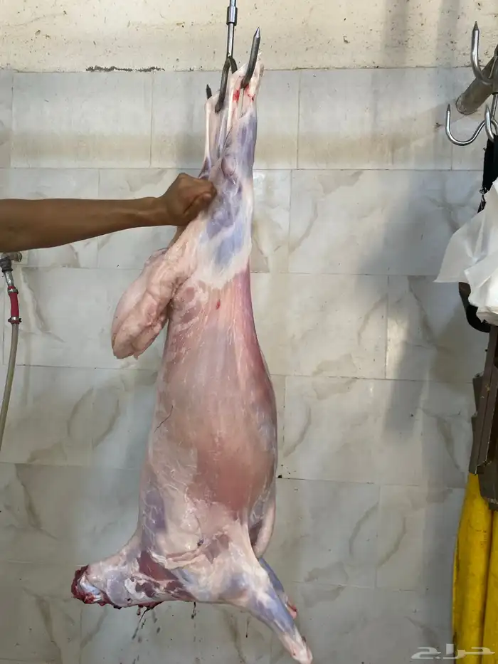 طليان حريه ذبايح طيبه 0