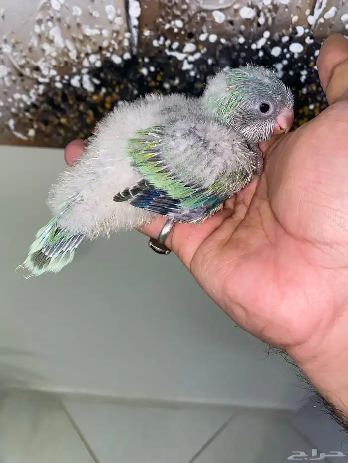 فروخ كويكر ( تم البيع ) 5