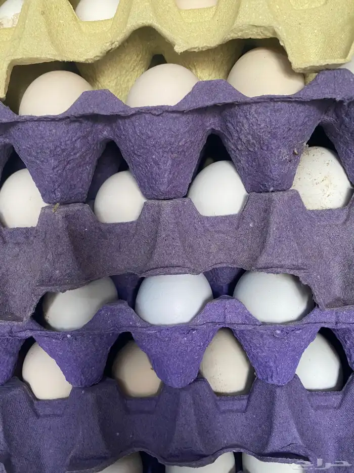 بيض مخصب اول للاكل 0