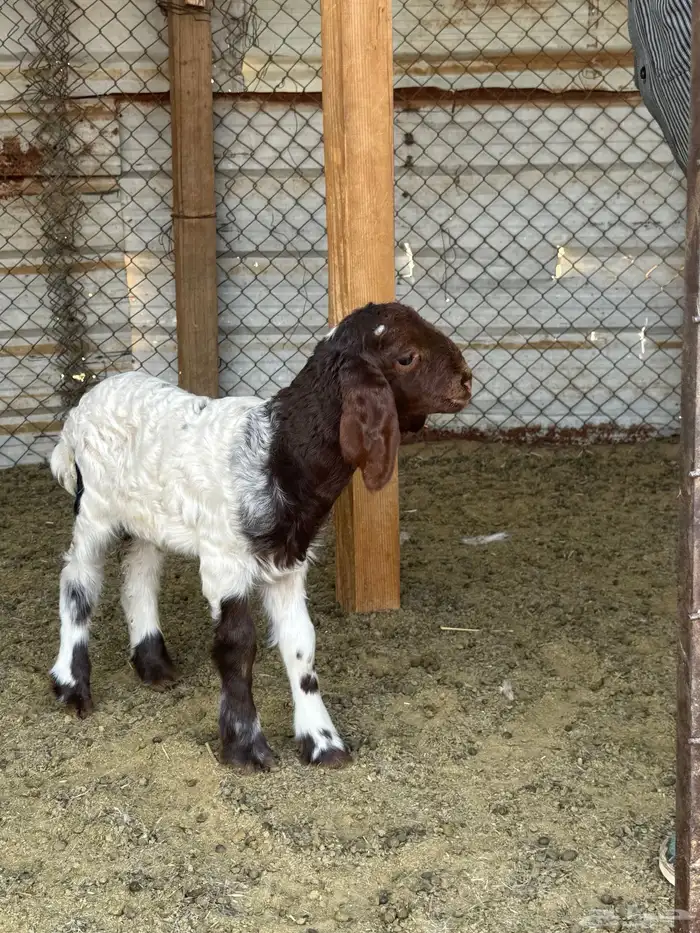 داغور خروف 0