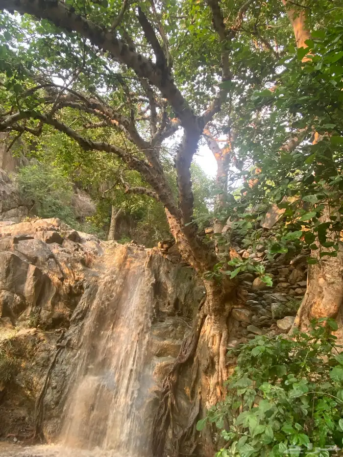 عسل طلح طبيعي 2025 5