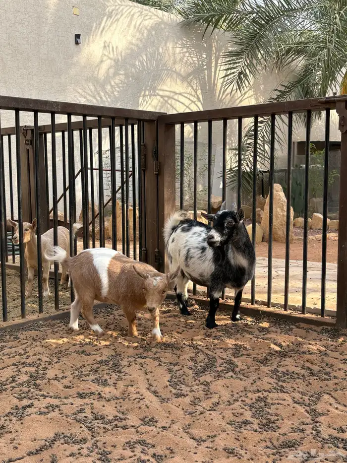 عنز قزمية 2
