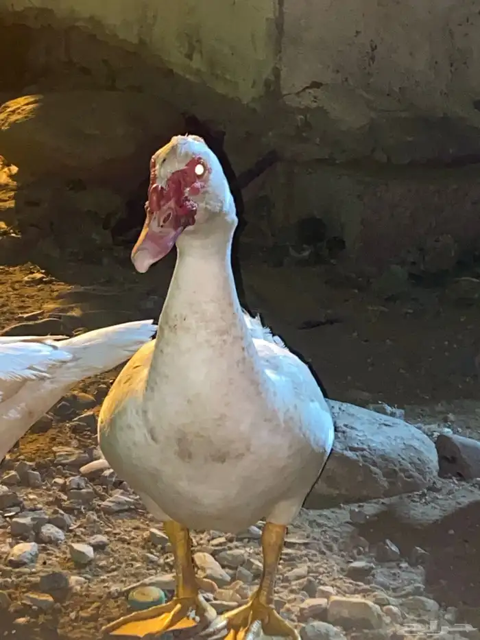 حيوان 4