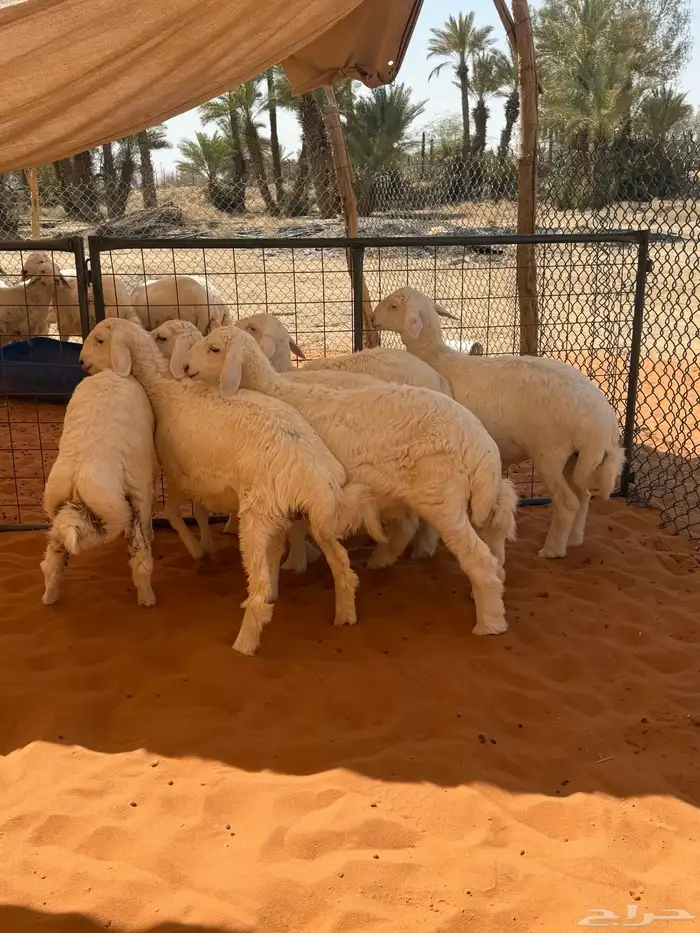 حري تربية مزرعة 0