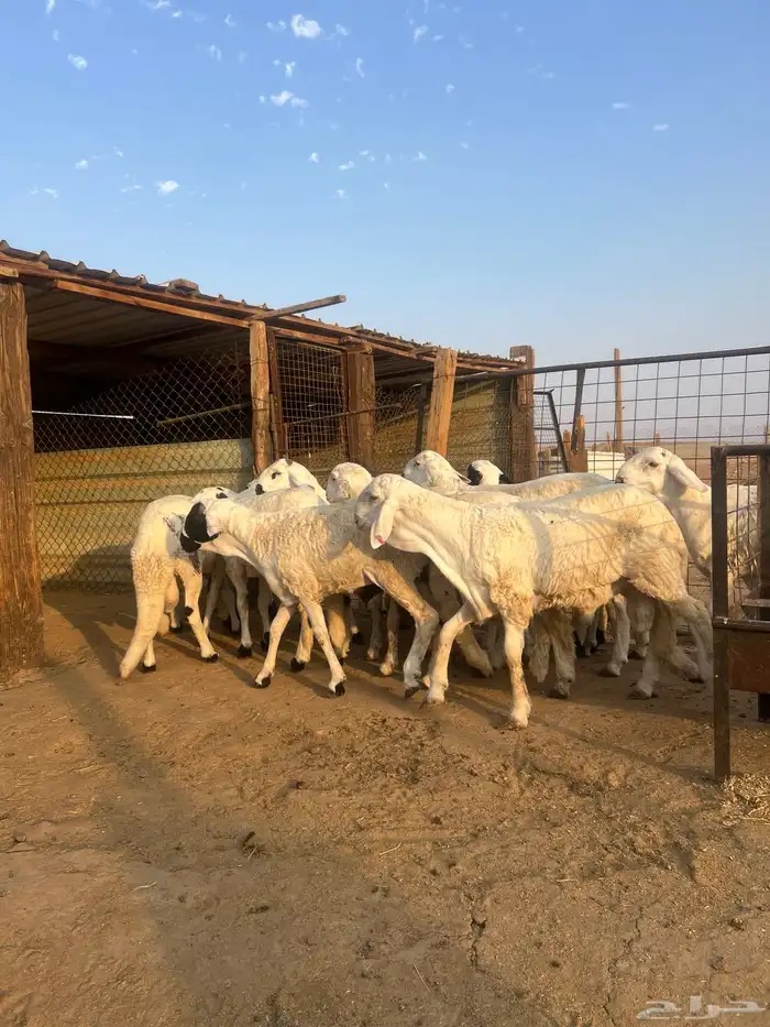 ذبائح سواكن مرابي شحم ولحم حلال بر 3