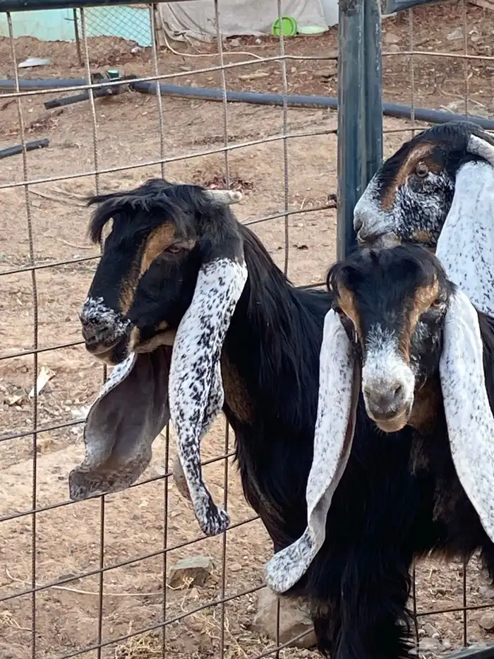 معزا عوارض صنف حو و عطر (تممم البيع) 12