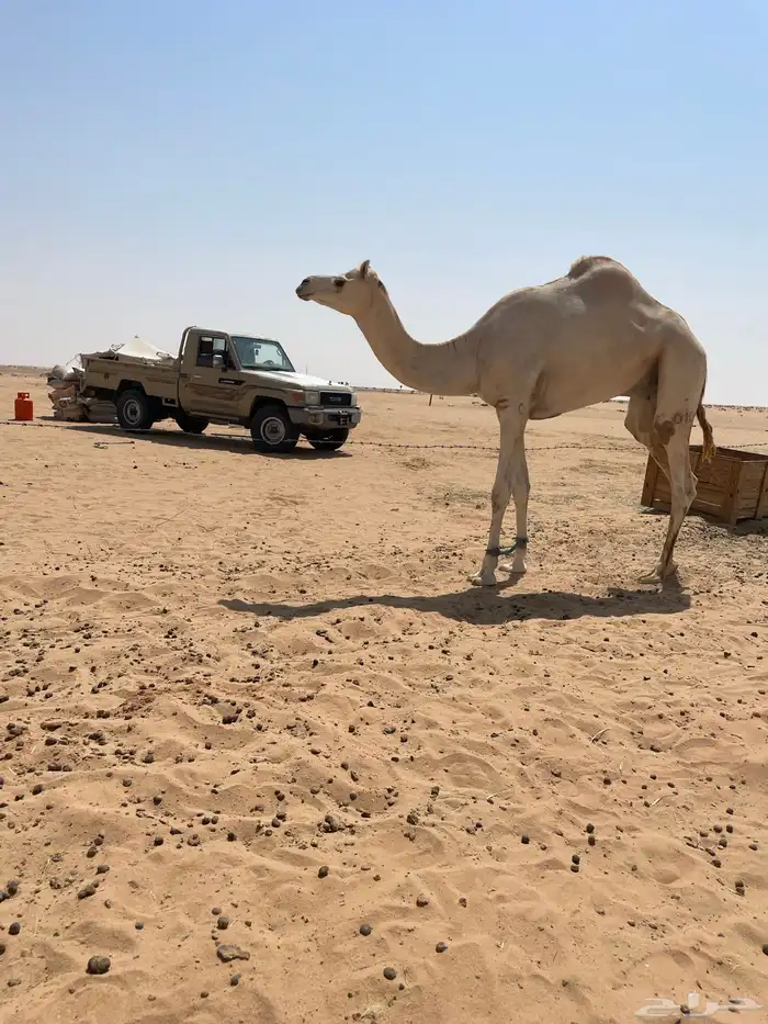 هجن فحل قعود الأمير سلطان بن سعود 0