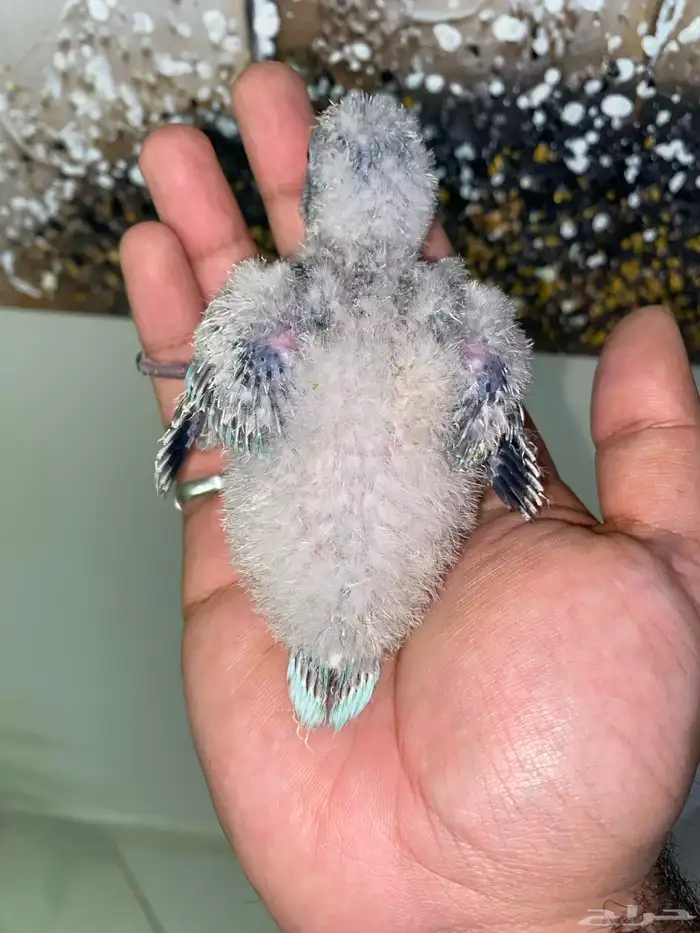 فروخ كويكر ( تم البيع ) 6