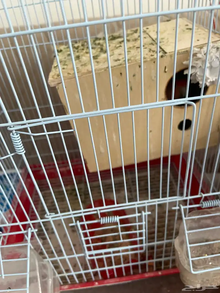 عصافير روز 0