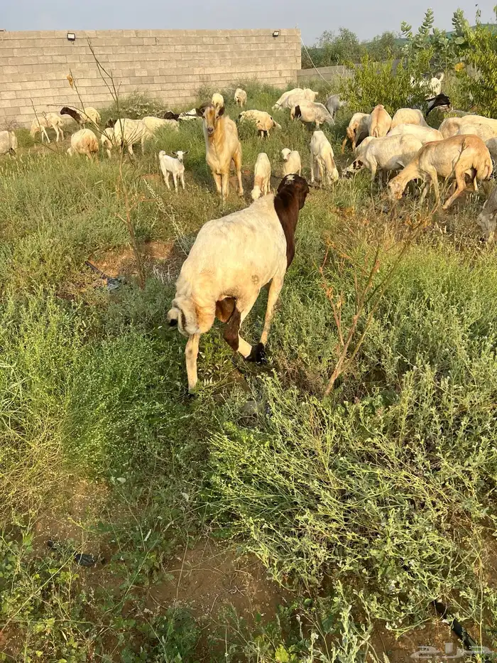 خروف فحل مد وجرم وشرط للبيع ع السوم 4