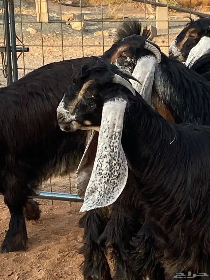 معزا عوارض صنف حو و عطر (تممم البيع) 3