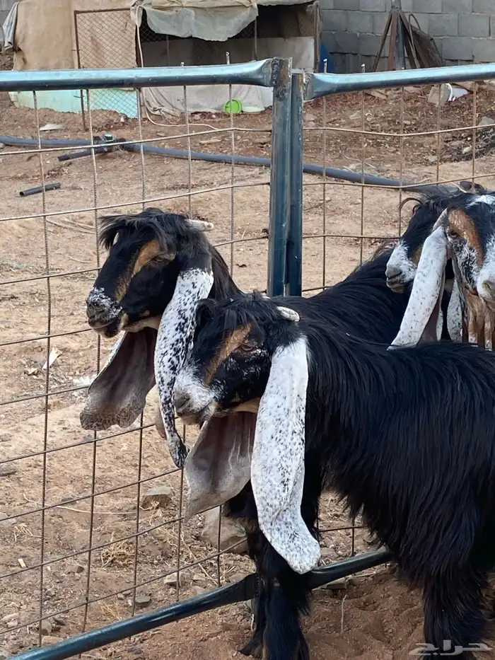 معزا عوارض صنف حو و عطر (تممم البيع) 13