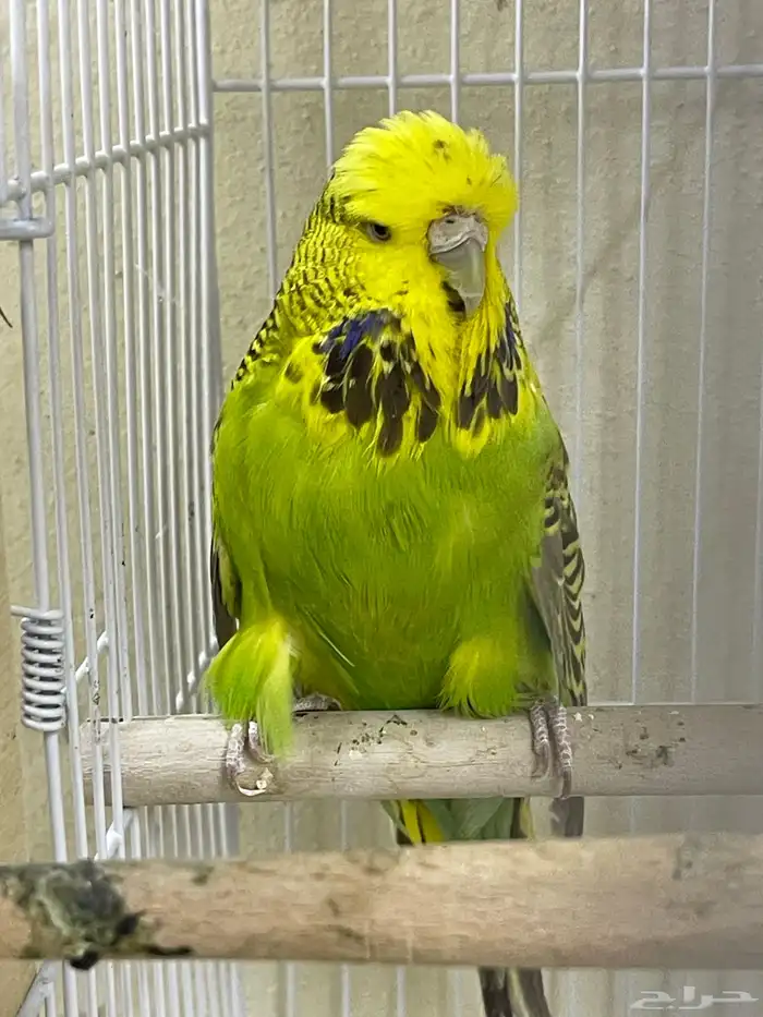 اجوز بادجي انجليزي استاندر عدد40 طير للبيع 8