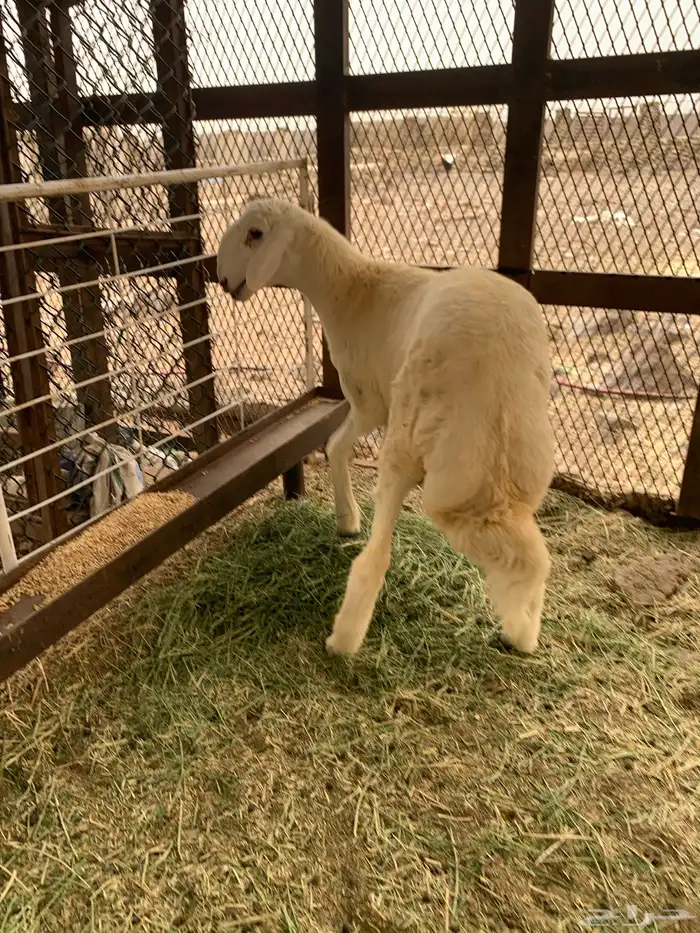 مشروع فحل 1