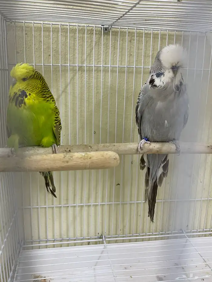 اجوز بادجي انجليزي استاندر عدد40 طير للبيع 11