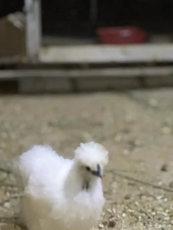 للبيع دجاج قطني او سلكي مستوي ونظافه 1