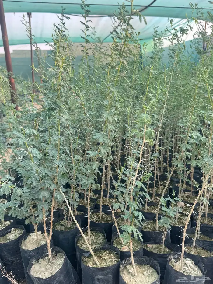 بيع طلح نجدي 1