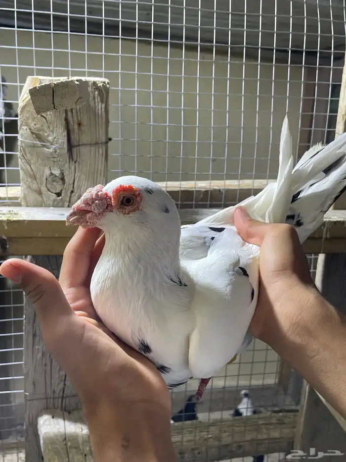 جوز بغدادي 3
