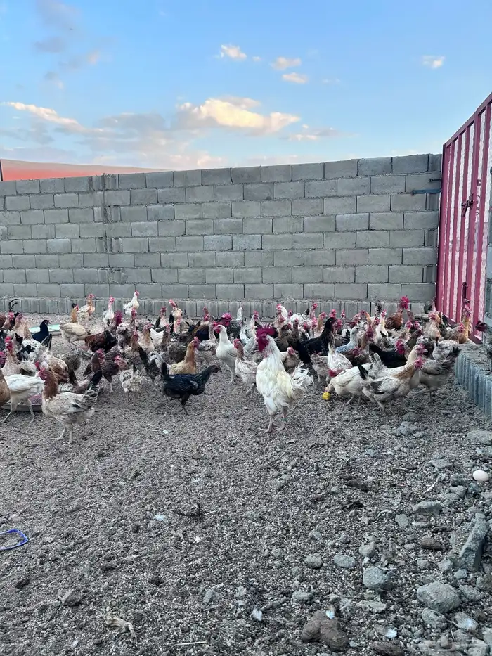 دجاج فياض صحة شرط عدد حول الثلاثين الموقع الجمش 9
