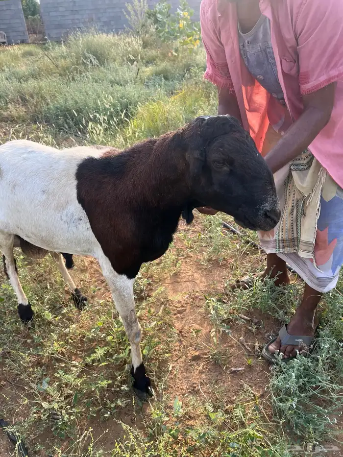 خروف فحل مد وجرم وشرط للبيع ع السوم 0