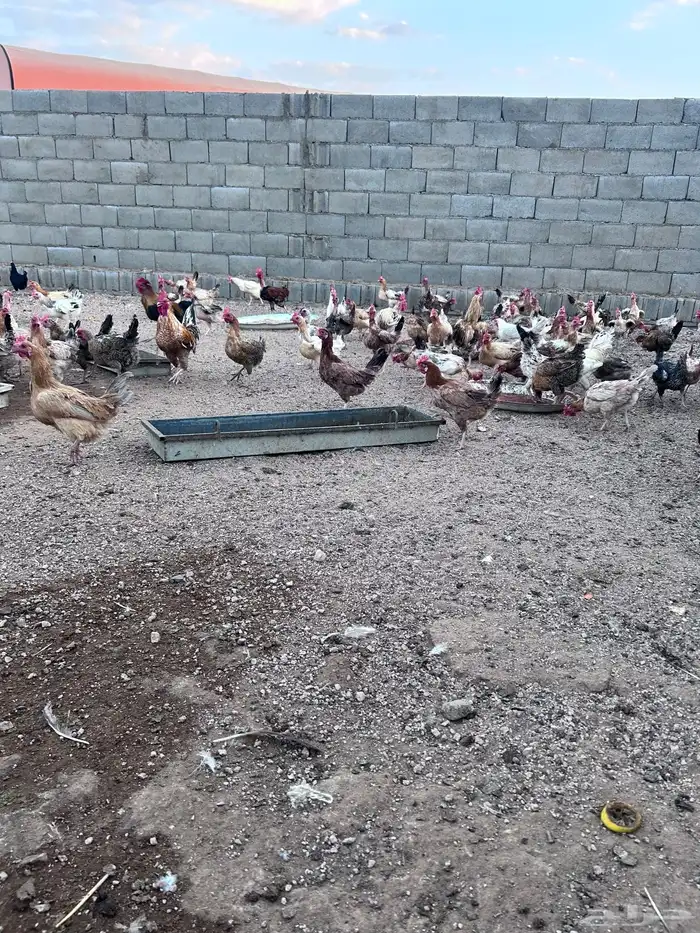 دجاج فياض صحة شرط عدد حول الثلاثين الموقع الجمش 5