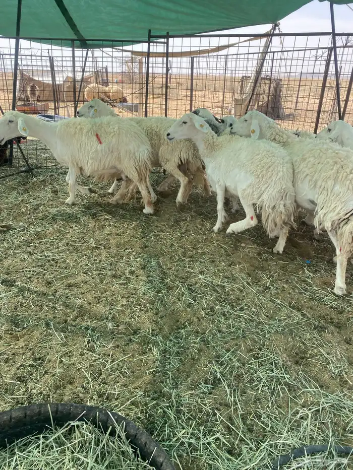 شياه حريات مراح واحد دفيع 5
