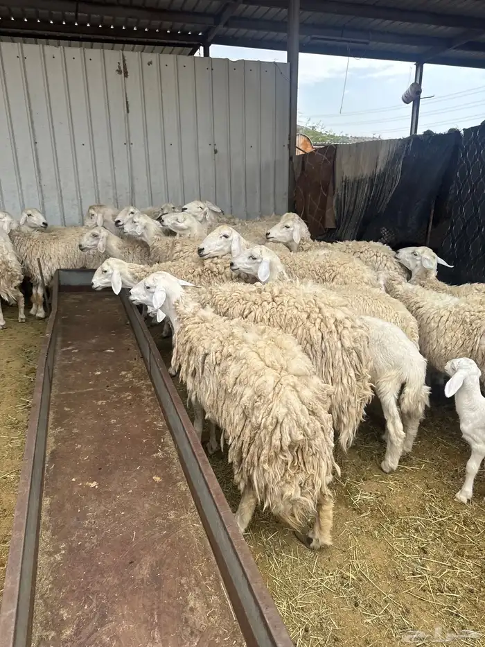 حريات حرش بنات بعض 28 راس تحتها 7 6