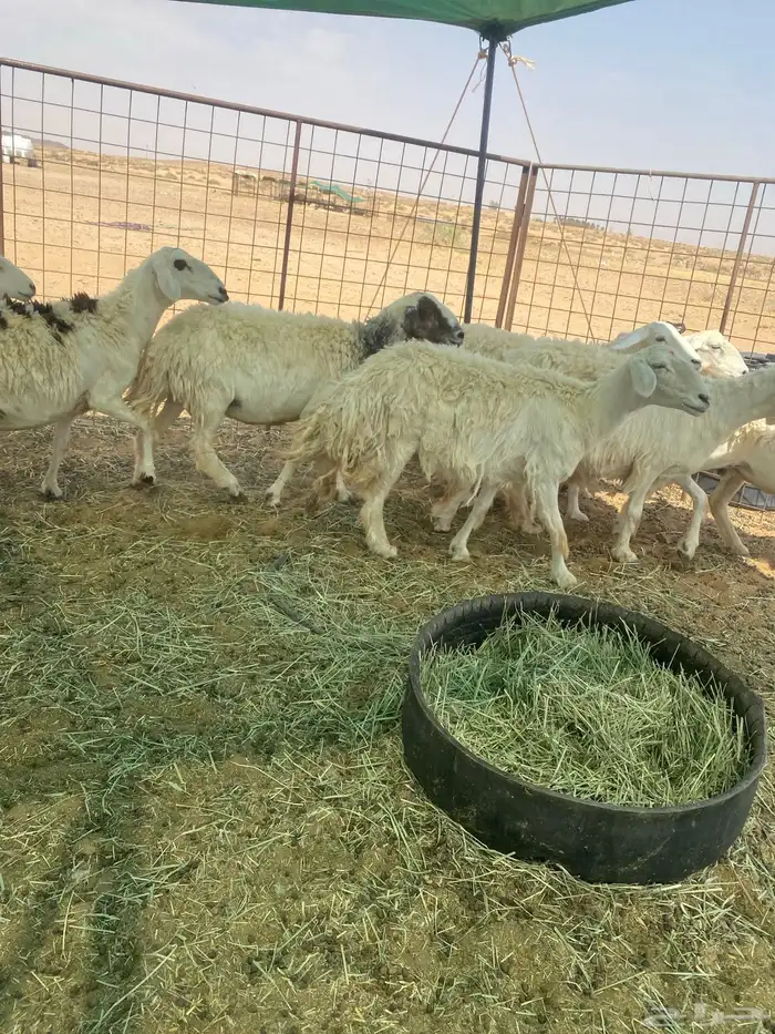 شياه حريات مراح واحد دفيع 7